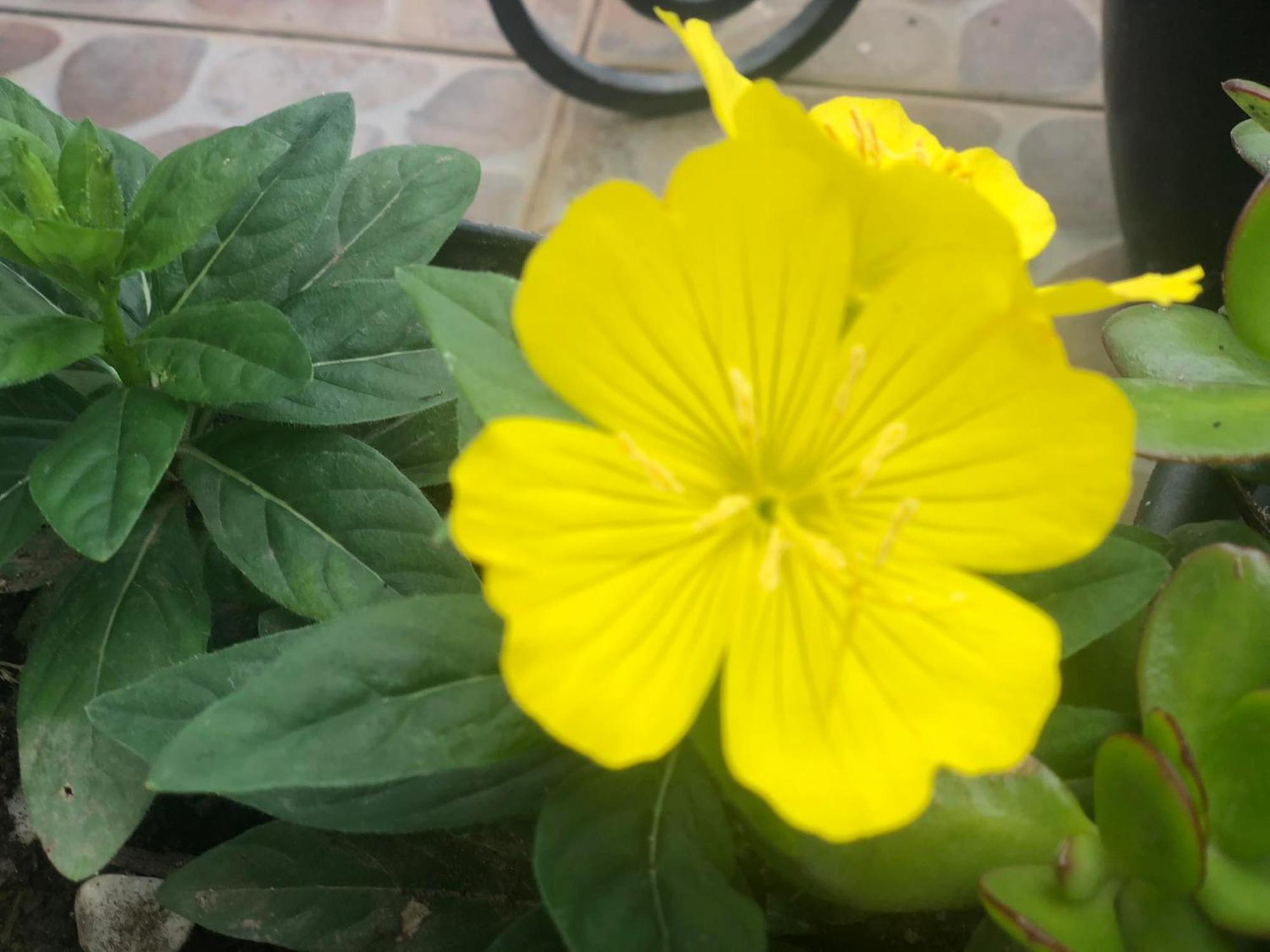 Vivenda Flor Villa Ponta Delgada Eksteriør bilde